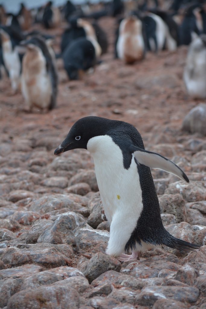 よりもい聖地 南極の旅 36 数十万羽のアデリーペンギンが君を襲う ポーレット島 ろじっくぱらだいす Logic Paradise
