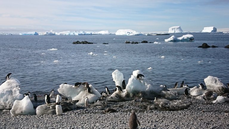 よりもい聖地 南極の旅(37)　最終上陸地！ペンギンの幼稚園がある「ブラウンブラフ」