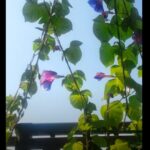 Thumbnail of related posts 117